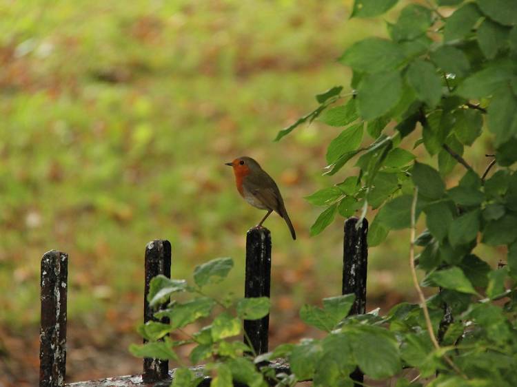 Red robin