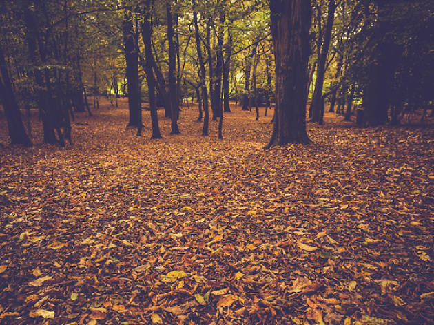 Epping Forest Epping Forest