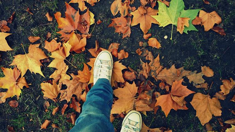 Sneaking through the leaves