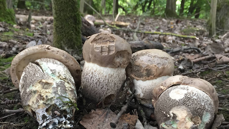 Fungi Breakfast