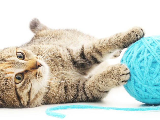 Gato y bola de estambre Un gato siempre amará jugar con estambre
