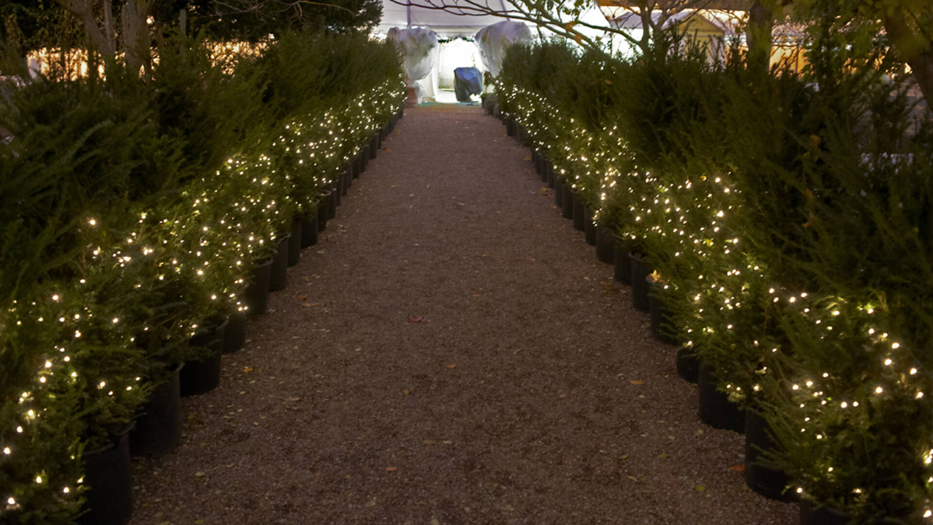 Chelsea Physic Garden Christmas Fair Things to do in London