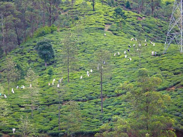 Tea estate Tea estate
