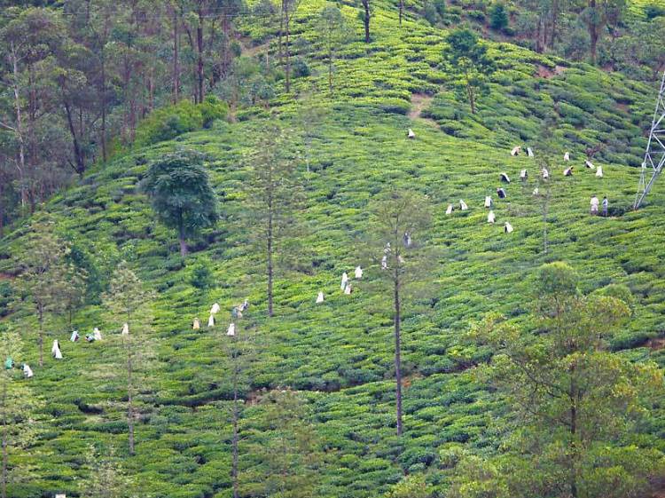 Tea estate