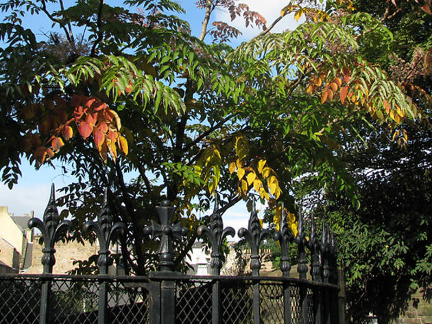 Autumn leaves Autumn leaves
