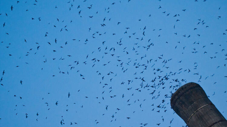 Vaux's Swifts