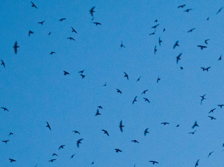 Vaux's Swifts