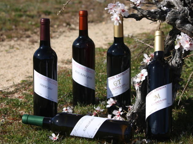 Bodega Alberto Ayuso Bodega Alberto Ayuso