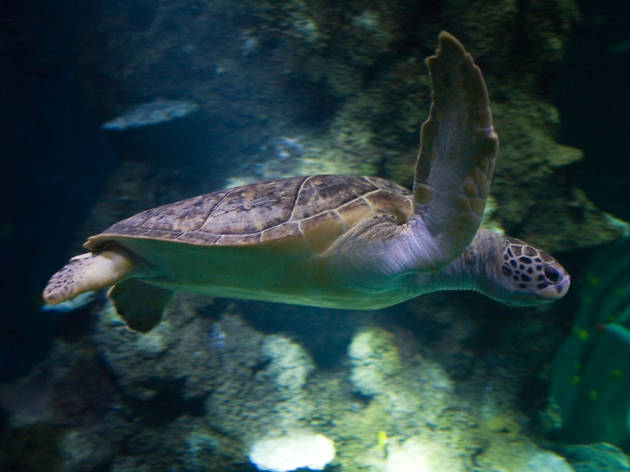 turtle, sea life aquarium turtle, sea life aquarium