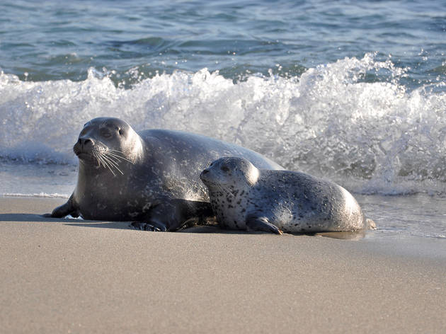 Sea lions Sea lions