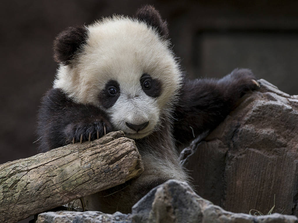 30 Best Zoos In The US For Every Kind Of Wildlife Sighting