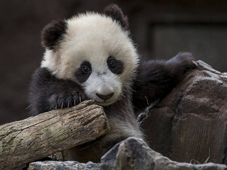 San Diego Zoo | San Diego, CA