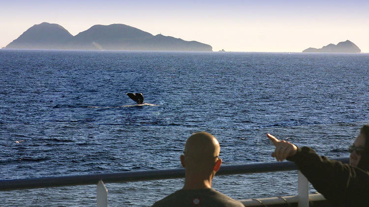 San Diego Whale Watch