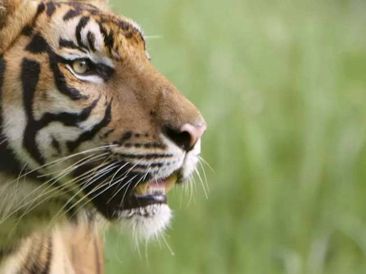 'Sumatra’s Last Tigers'