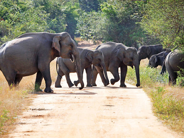 Wasgamuwa National Park Wasgamuwa National Park
