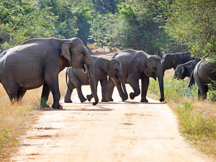 Wasgamuwa National Park