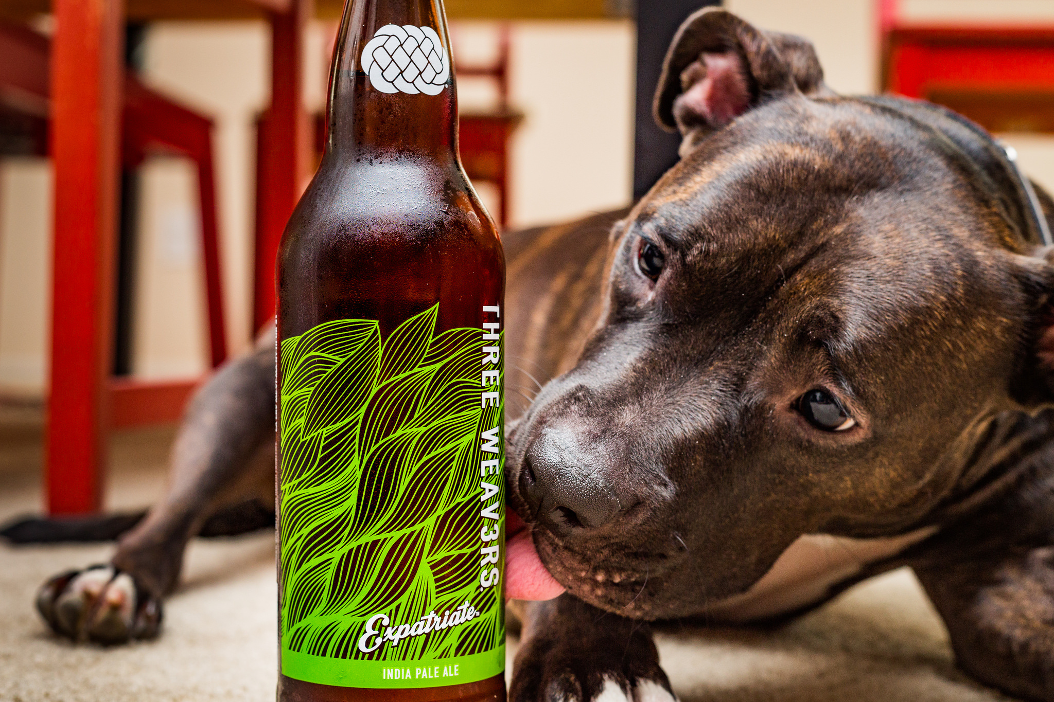 Dogfriendly restaurants and bars across Los Angeles