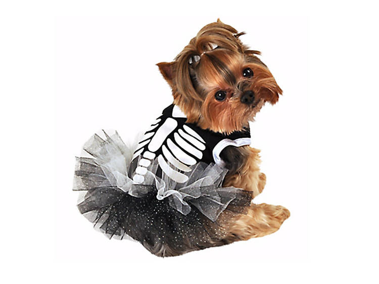 Best pet Halloween costumes and ideas for dogs and cats