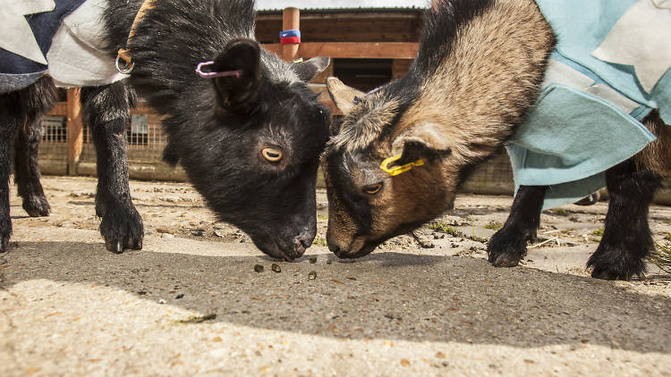 Visit the animals at Spitalfields City Farm