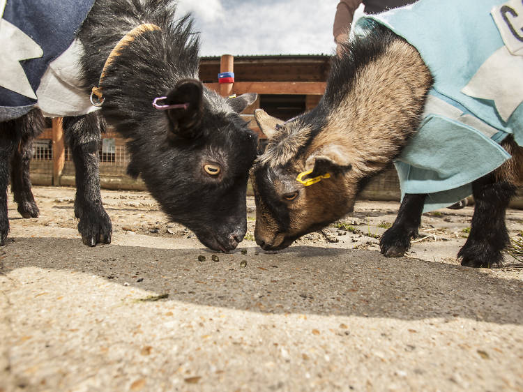Visit the animals at Spitalfields City Farm
