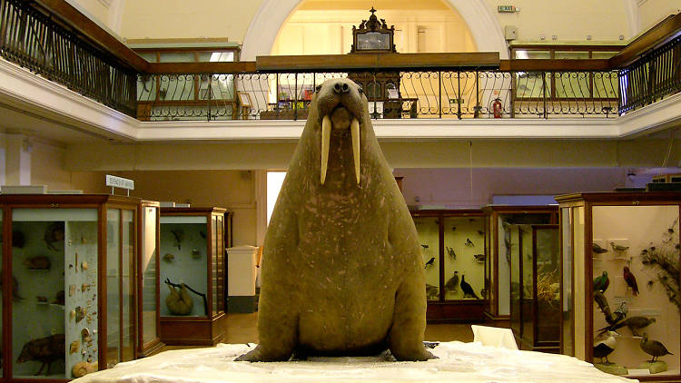 101 Things To Do in London: Horniman Museum Walrus