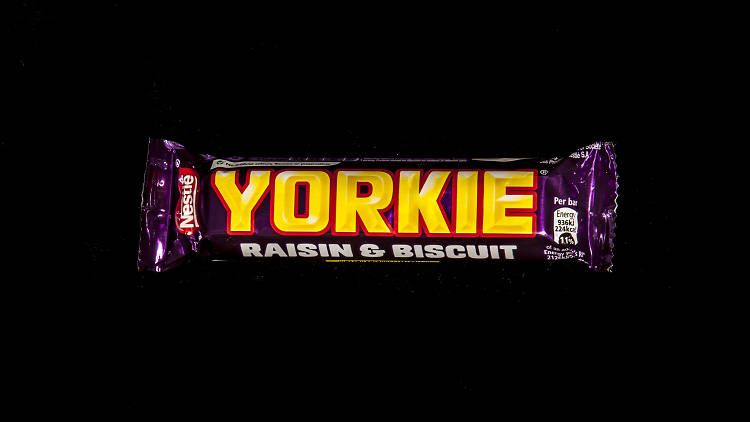 Yorkie Raisin and Biscuit