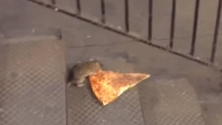 Pizza Rat