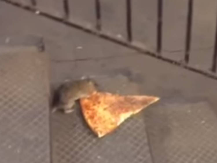 Pizza Rat