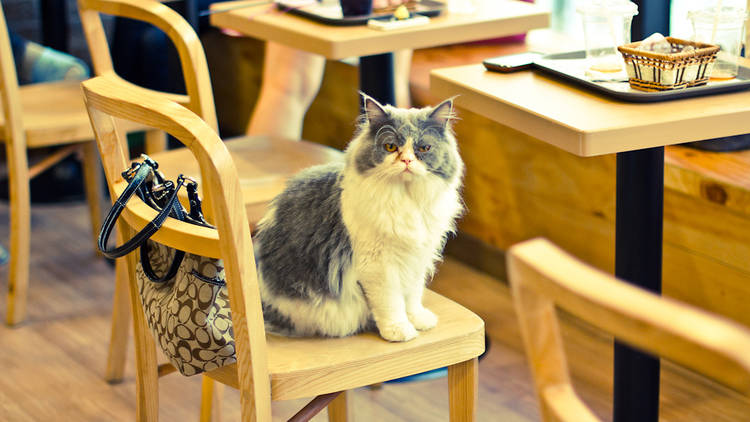 Cat Café