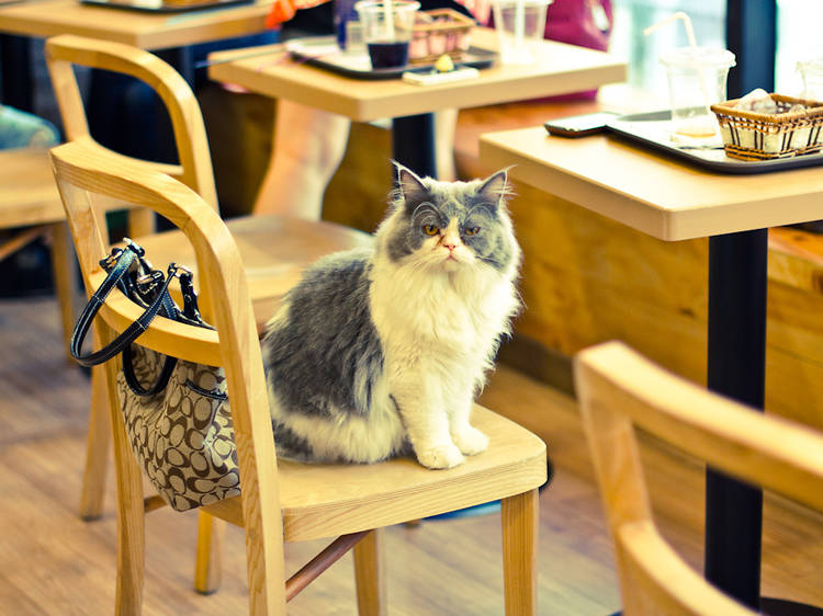 Cat Café