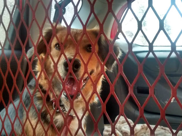 TaxiCan TaxiCan es un servicio de transporte privado para mascotas