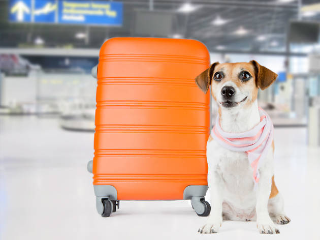 Transporte para mascotas Mascota abordo es el programa de Volaris para volar con tu perro a bordo