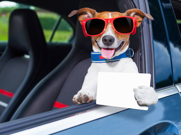 Transporte para mascotas Cabify es petfrendly, puedes viajar con tu perro