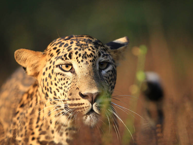 The majestic wilderness of Wilpattu National Park