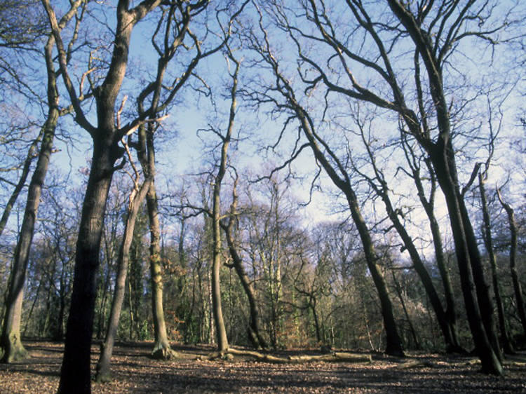 A historic woodland in the south