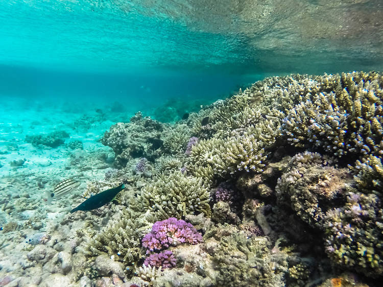 Home to majestic coral reefs