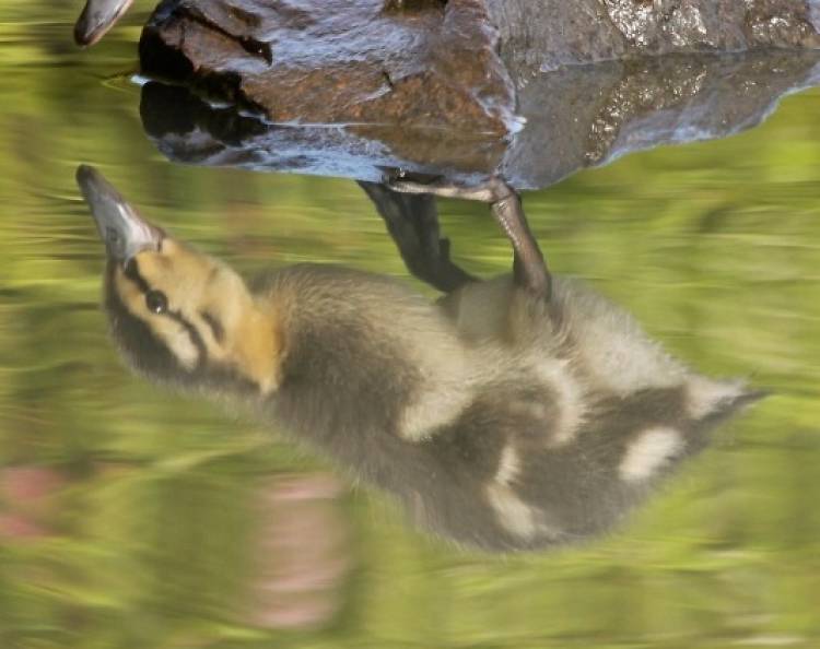 Get a bird's eye view of the birds at the London Wetland Centre