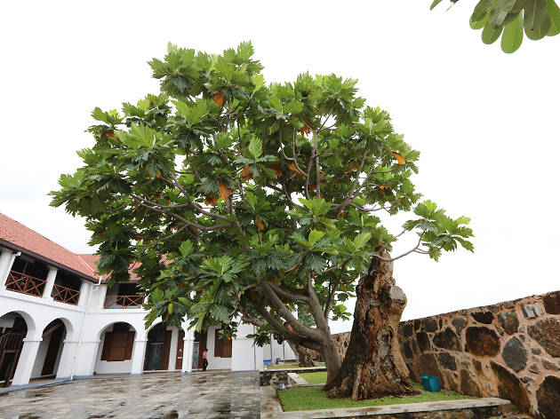 Find the breadfruit tree Find the breadfruit tree