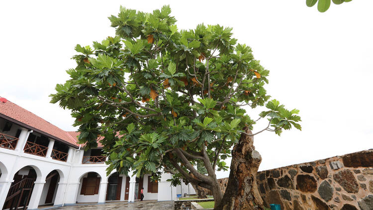 Find the breadfruit tree