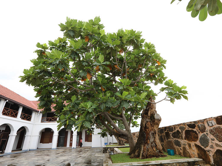 Find the breadfruit tree