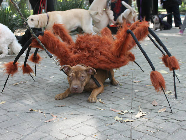 perrocinemapek Proyección de Frankiwinee para perros