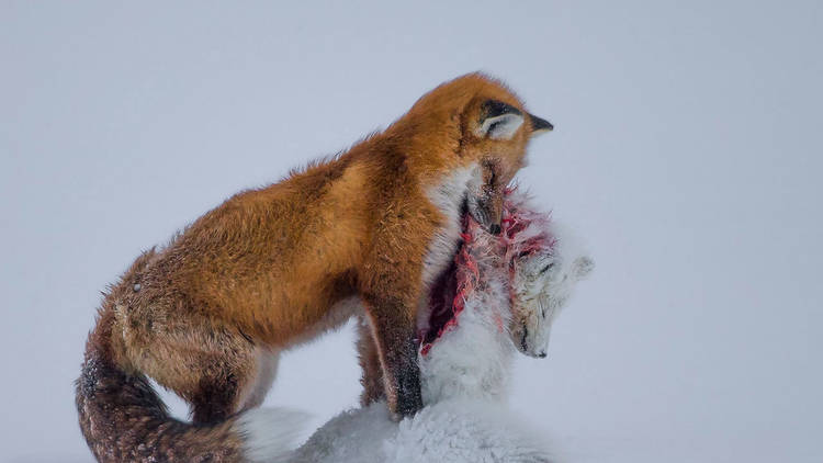Don Gutoski: 'Tale of Two Foxes'. Winner of Wildlife Photographer of the Year 2015. © Don Gutoski 