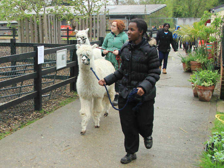 Crystal Palace Park Farm