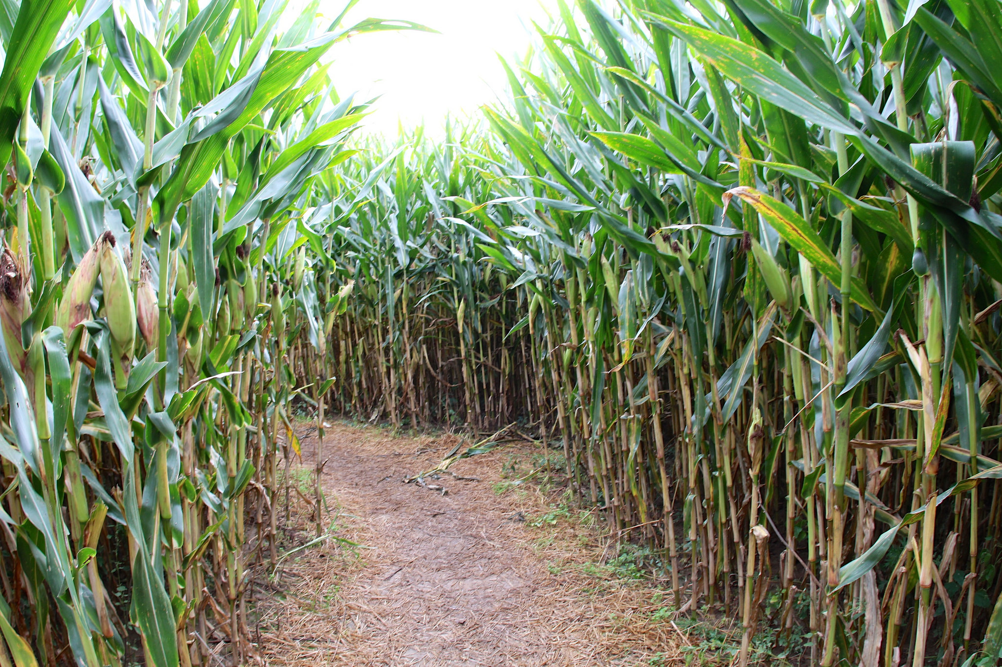 halloween corn maze party