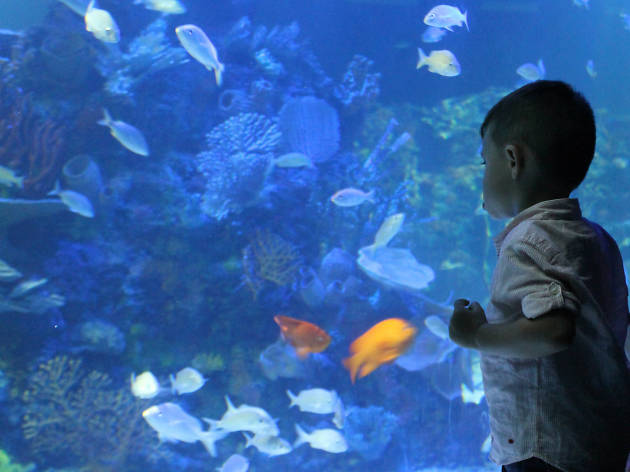 Acuario Inbursa Acuario Inbursa