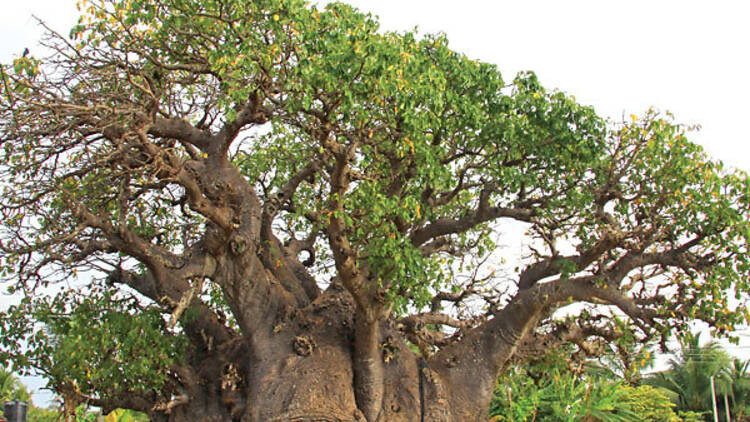 The old Baobab tree