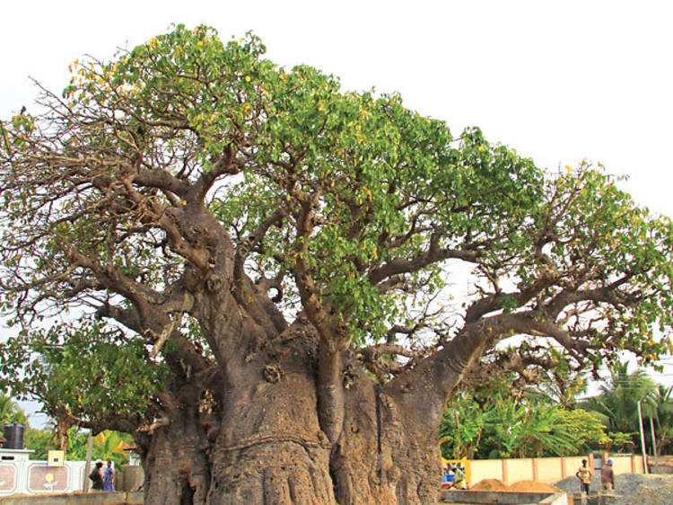 The old Baobab tree