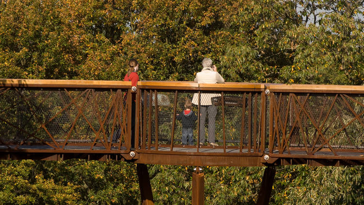 Tree Top Walkway at Kew Gardens