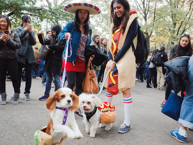 Tompkins Square Park Halloween Dog Parade 2015 photo: Aaron Berger (@aaronbergerfoto)