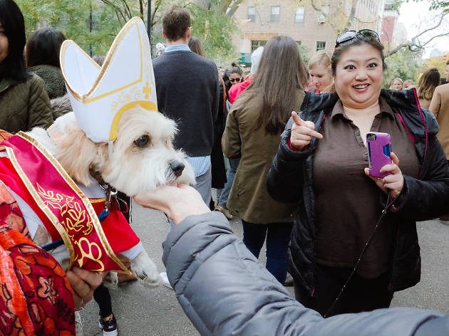 Tompkins Square Park Halloween Dog Parade 2015 photo: Aaron Berger (@aaronbergerfoto)